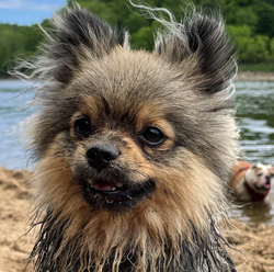 Happy Chihuahua